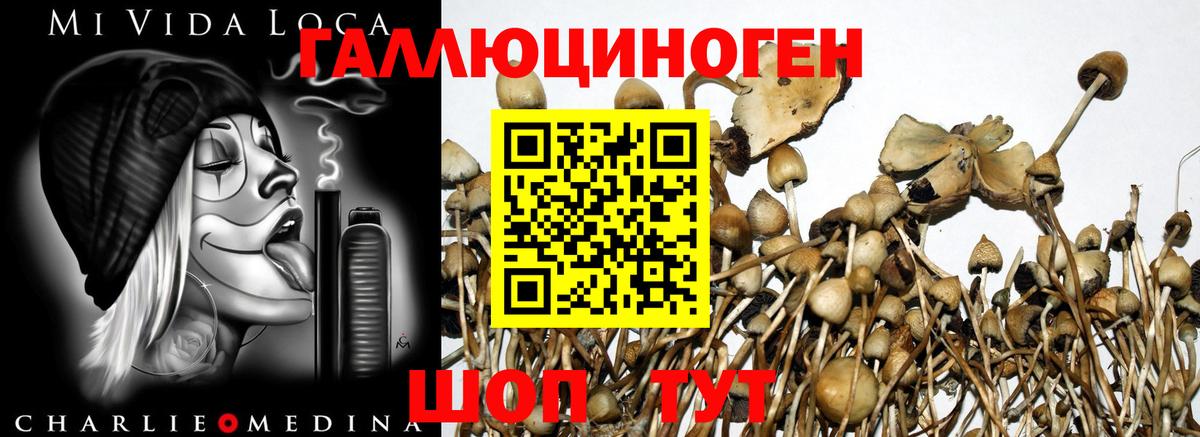 Галлюциногенные грибы GOLDEN TEACHER  Вход с VPN  Краснокаменск 